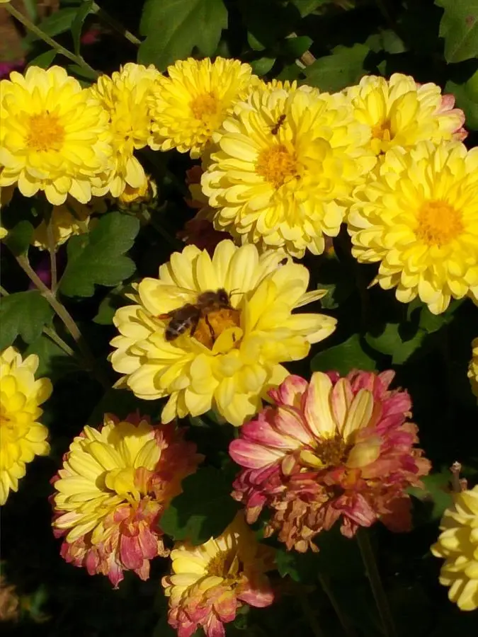 Seosko domacinstvo Halil & Alema