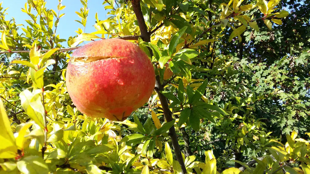 Holiday Home Fig 1