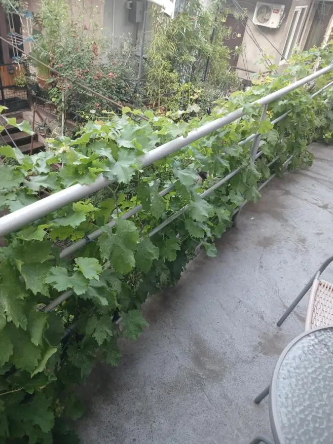 Hotel White Neptun Georgia Tbilisi