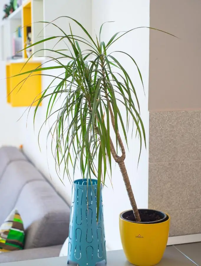 Apartment Lemon