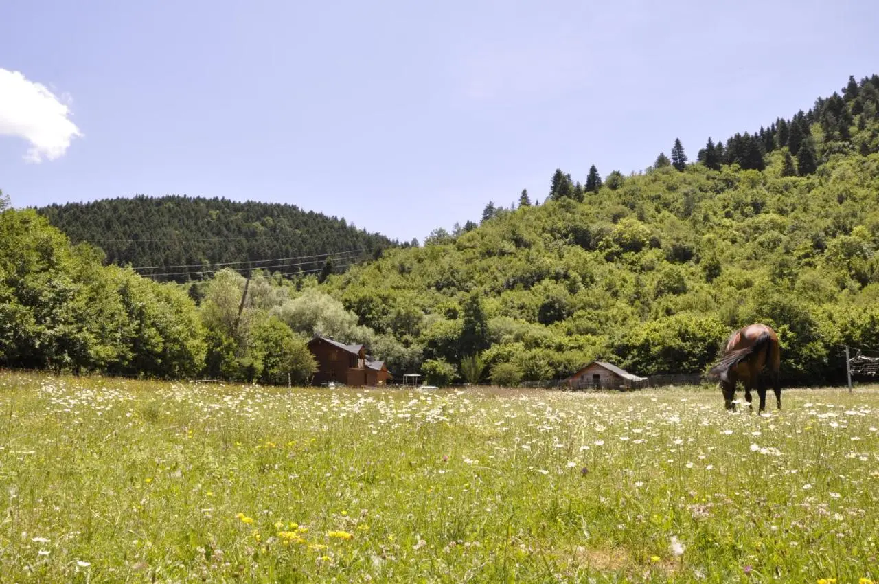 Horse Riding Albania