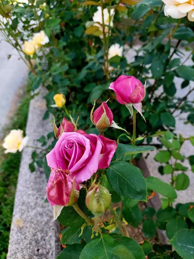 Sarajevo Flower Garden - Entire House & Private Garden