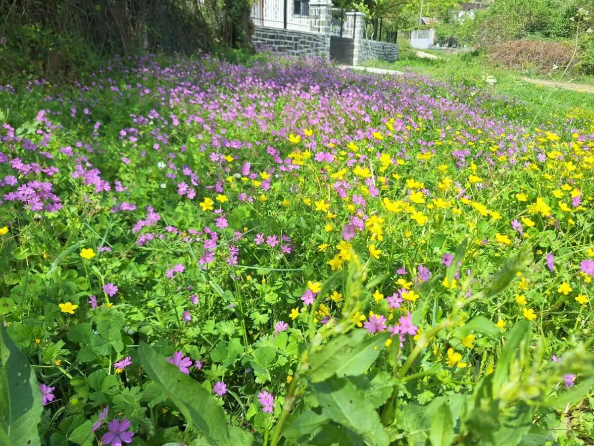 Spring Village Home
