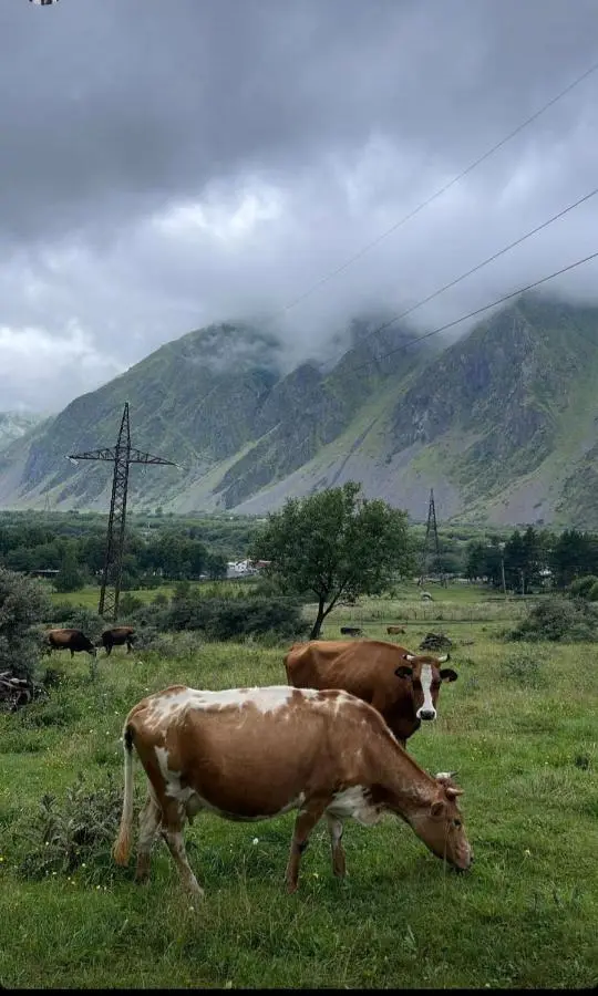 SAME Cottage Kazbegi