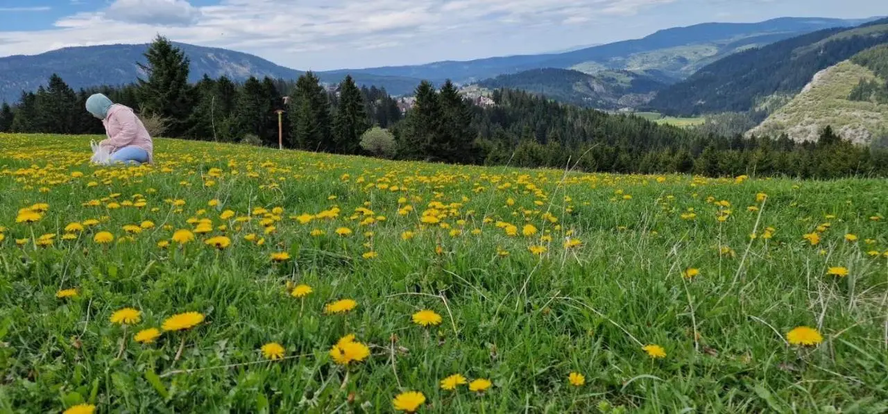 Planinska kuća Divna