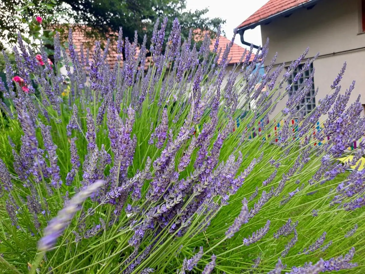 Sarajevo Flower Garden - Entire House & Private Garden