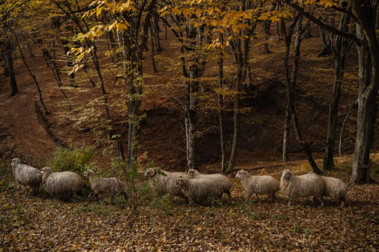 Kiketi Farm