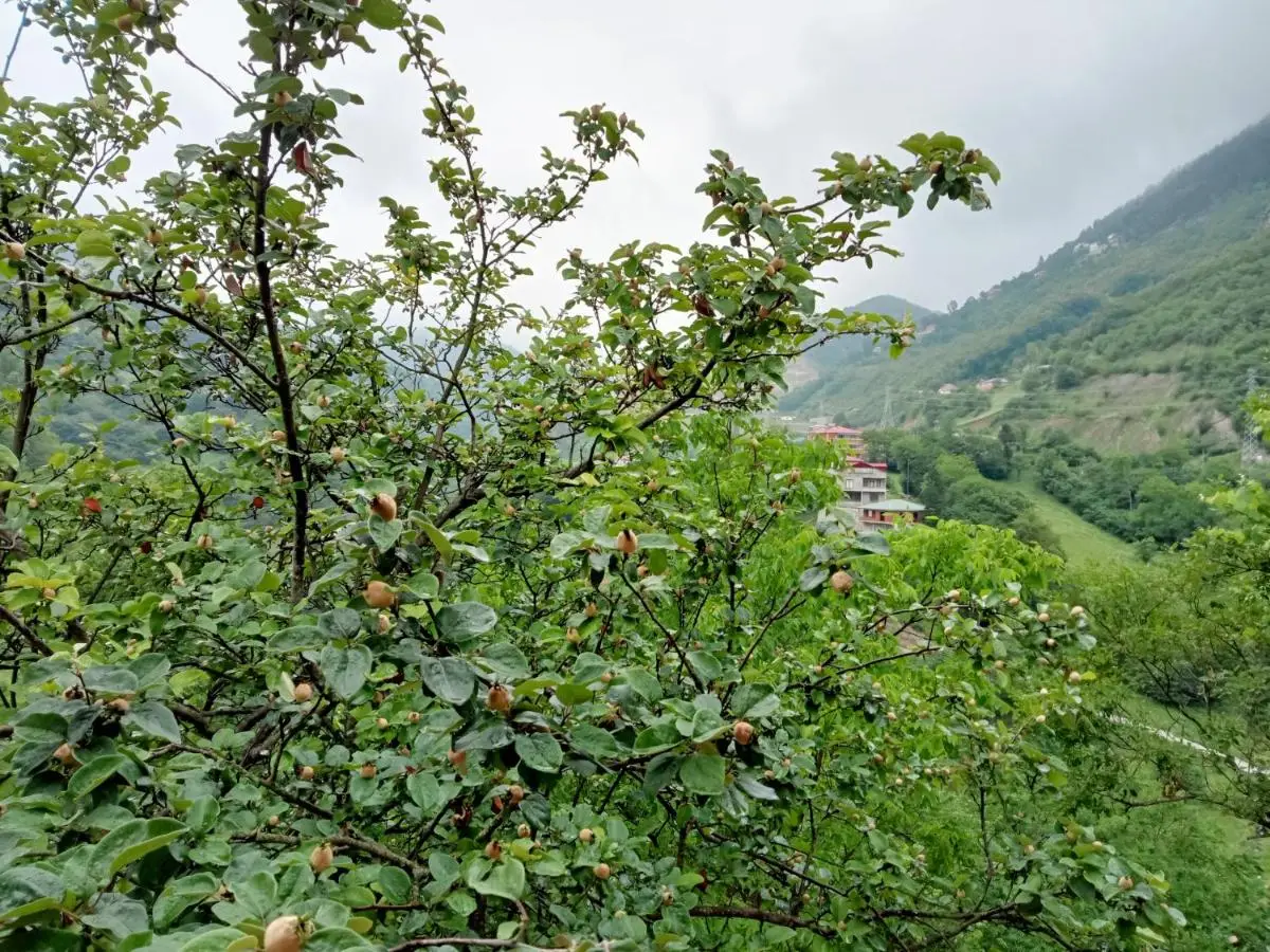 Hamsiköy green garden