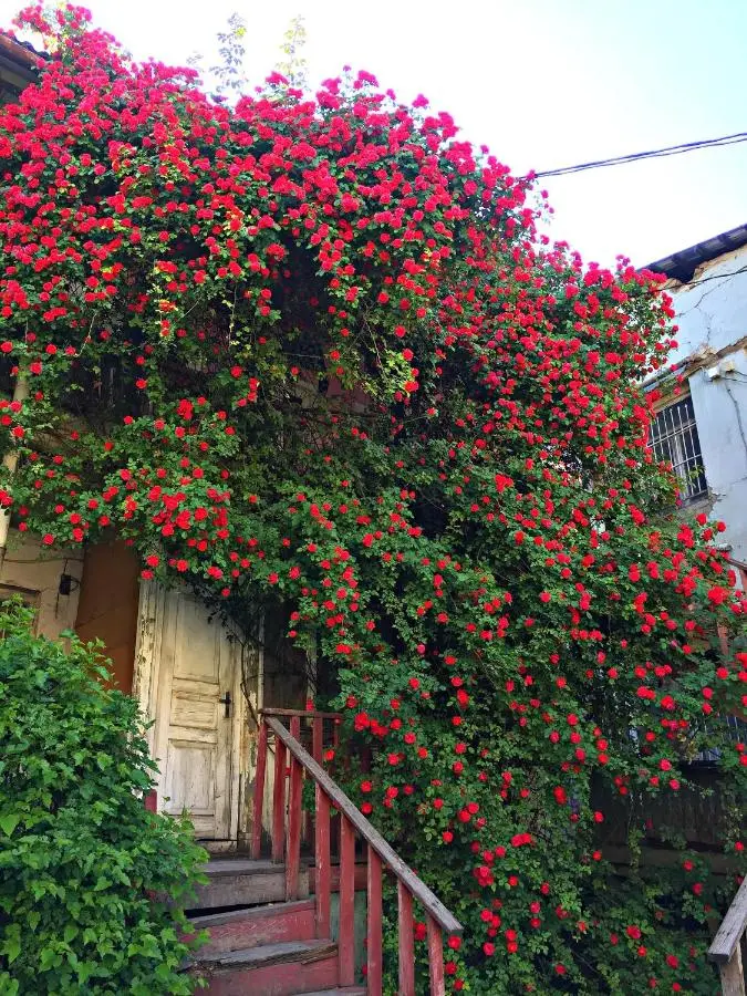 Apartment in Cozy Little Yard