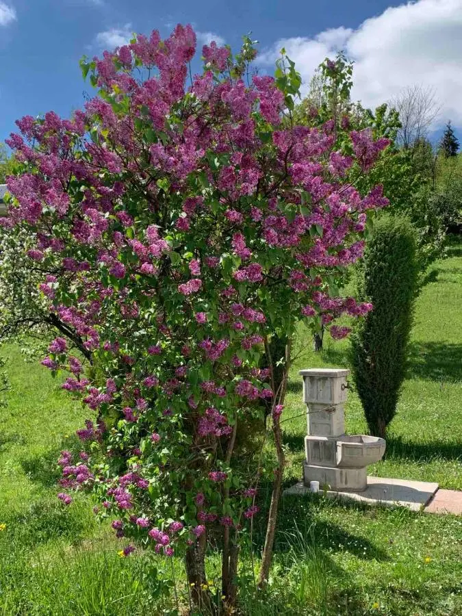 Zelena meraja