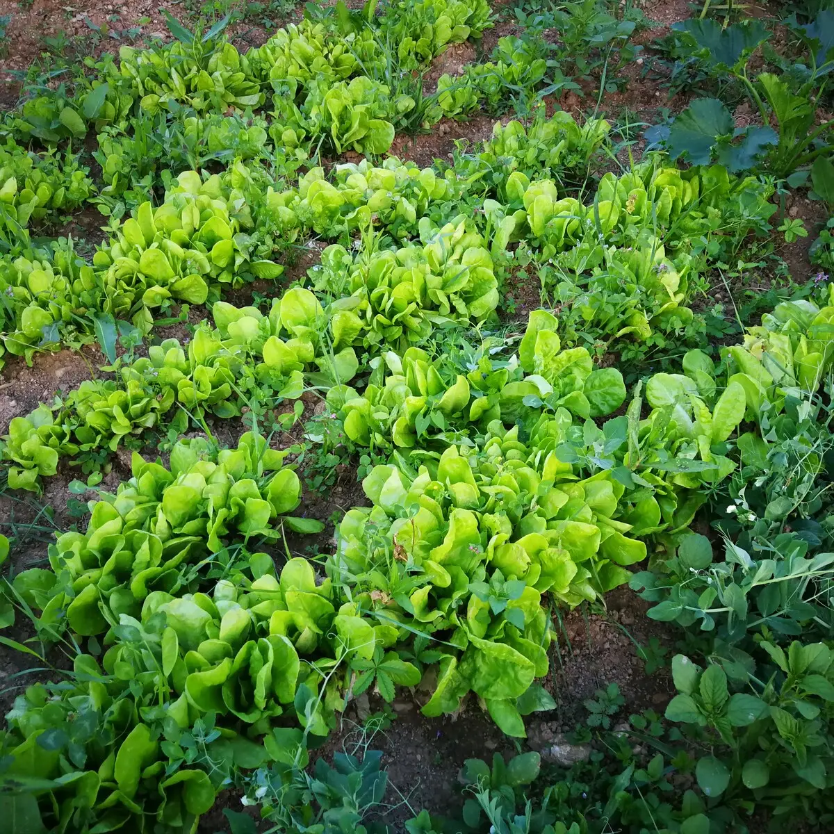Green Idylle-PYramide View