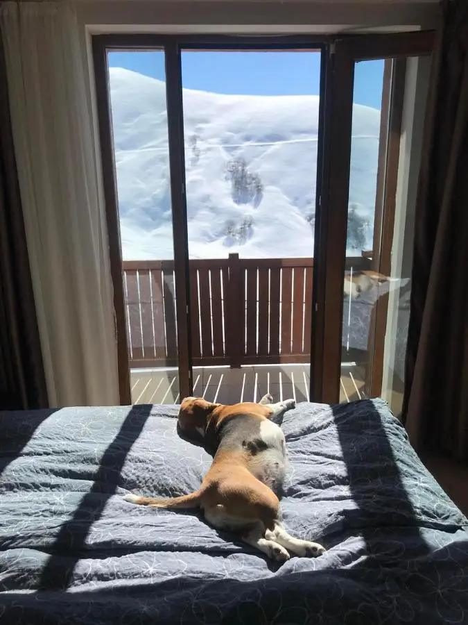 New Gudauri Alpen Apartments