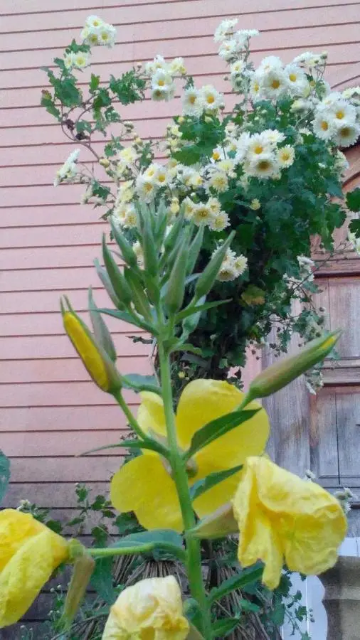 Сибиряк Sibiryak