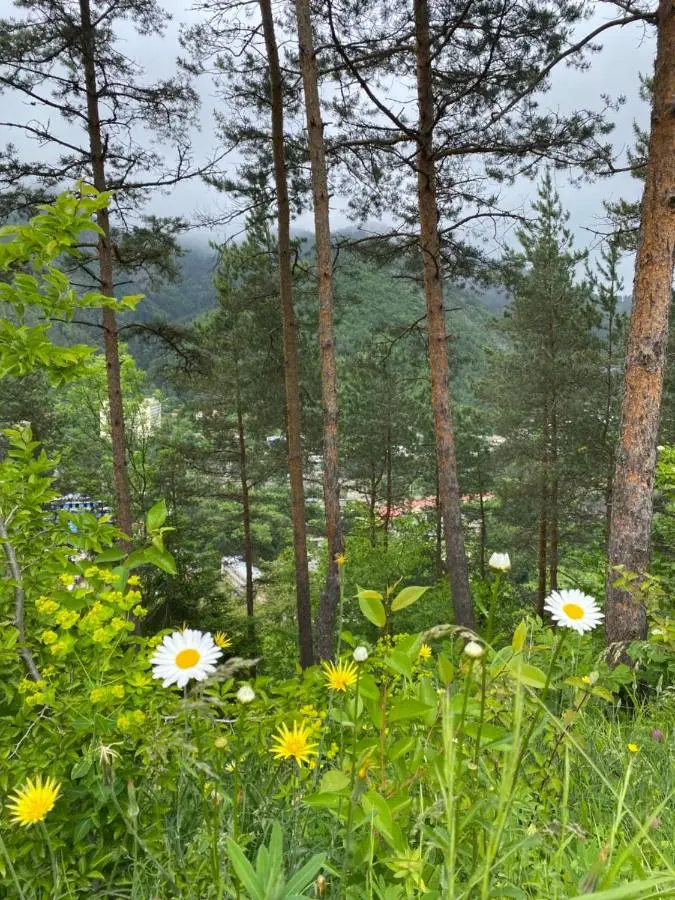 EcoCottage Didi Mindori - Among the Pines