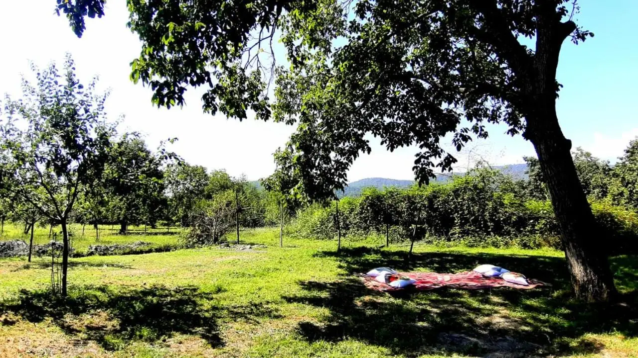 Old oak under the Mountain.