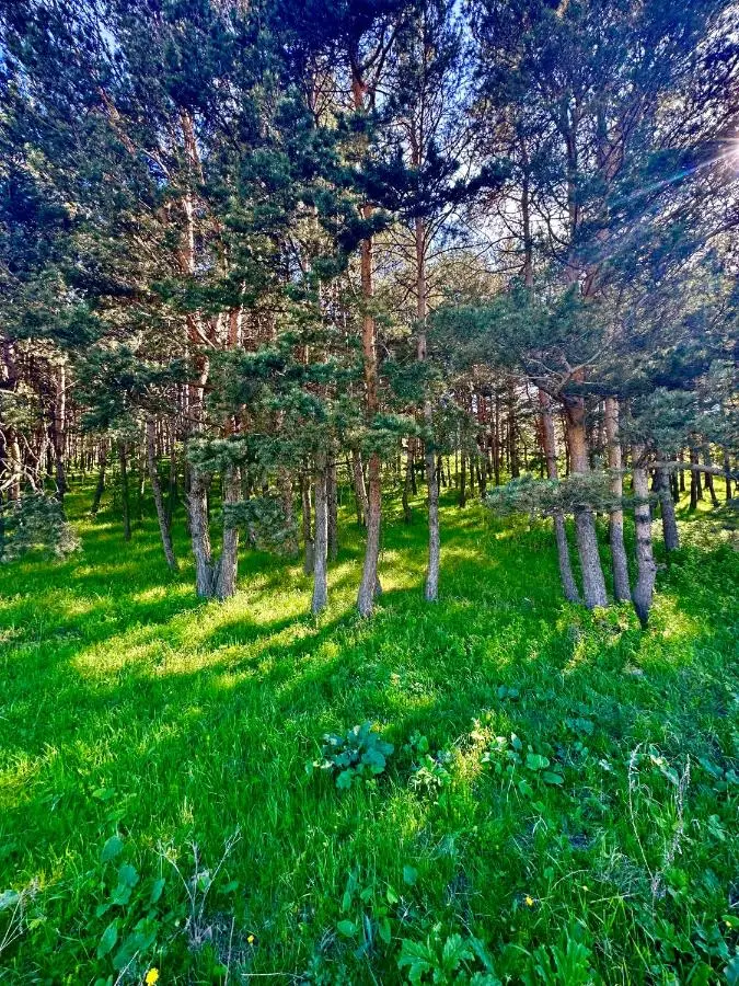 Snow Forest ԲԱԿՈՒՐԻԱՆԻ-ბაკურიანი-BAKURIANI
