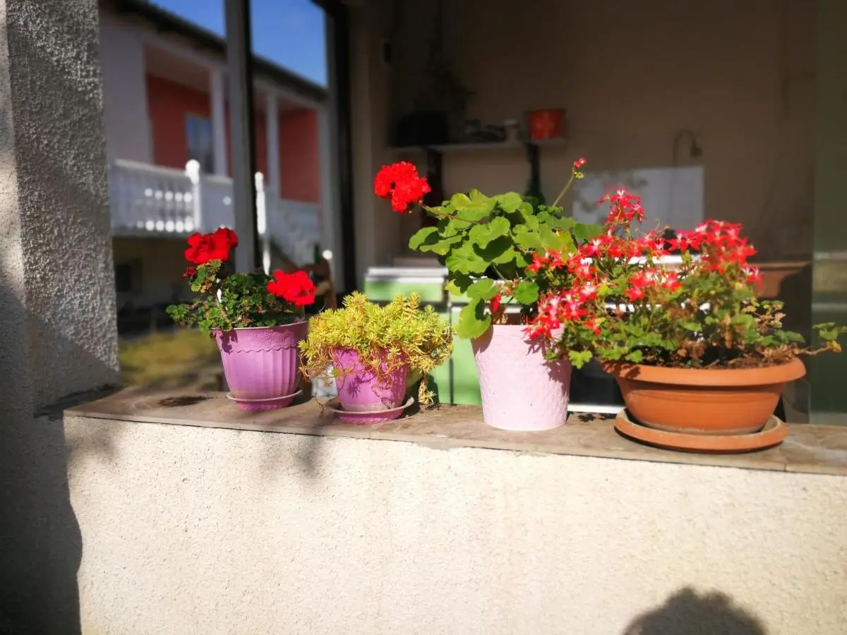 Nini's sweet house