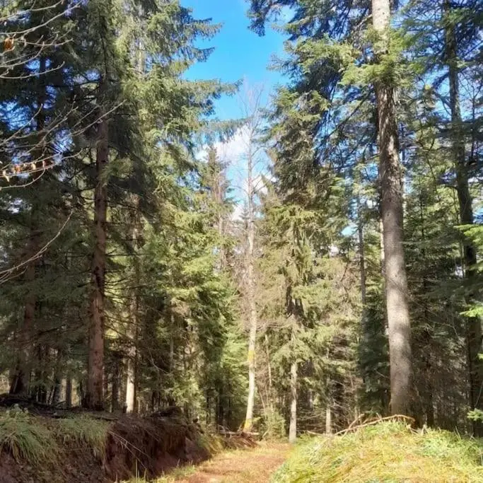 Koliba Ravna planina