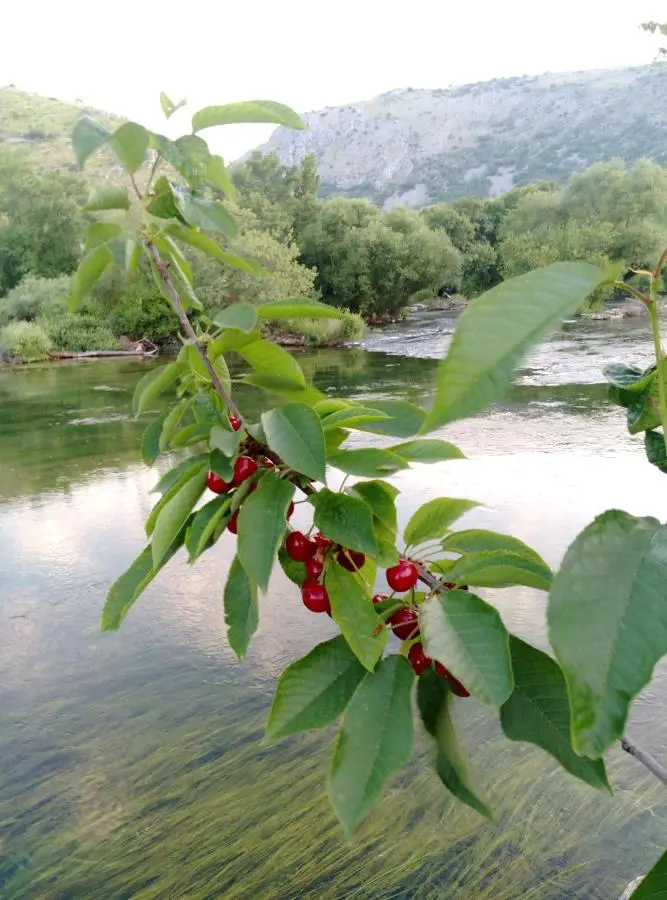 River House Buna