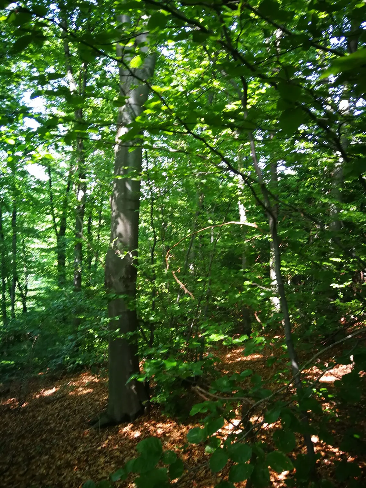 Green Idylle-PYramide View