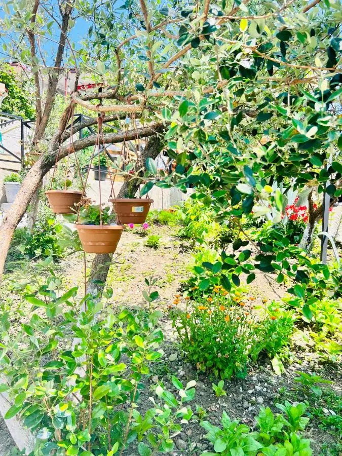 Sunshine House