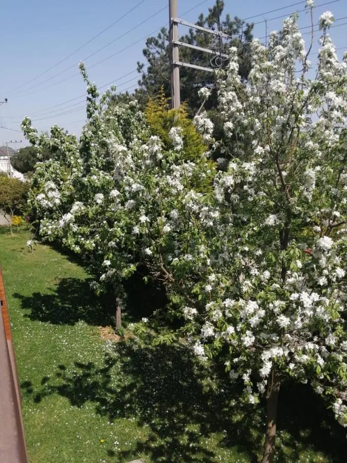 SNOW HİLL HOUSE Pansiyon