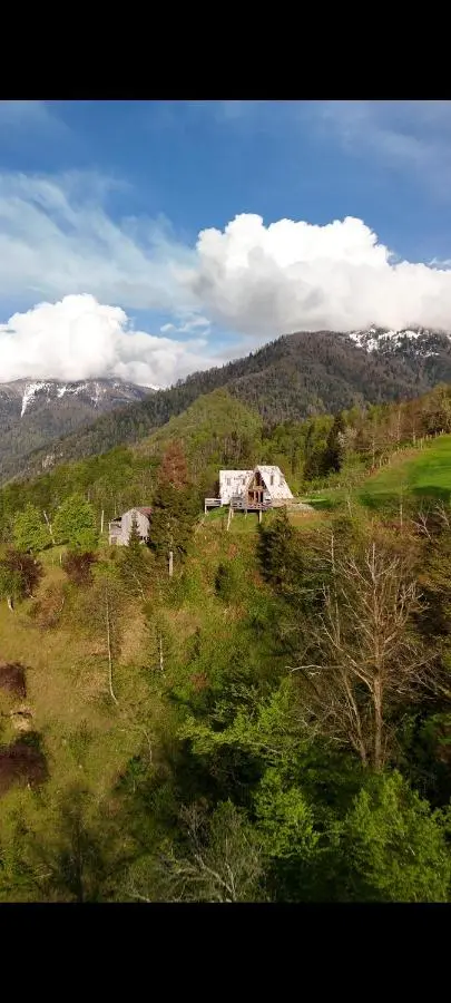 GREEN GUNDAURI