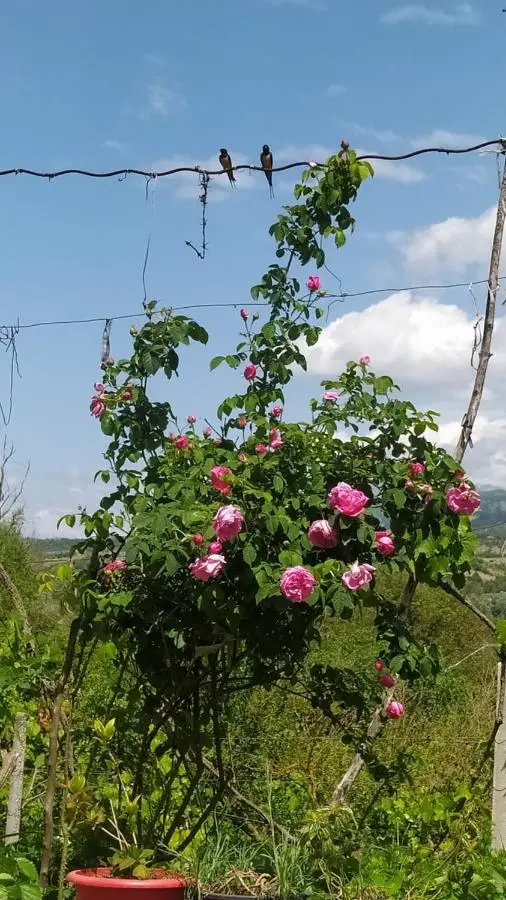 Spring Village Home