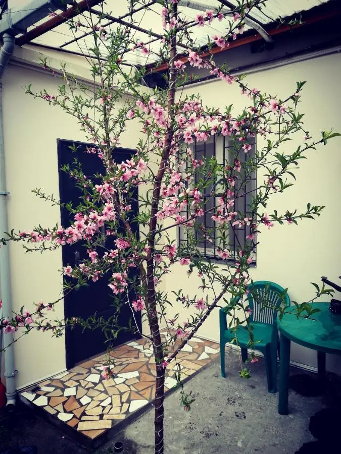 Green Corner