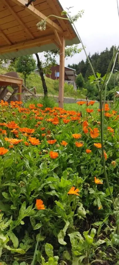 Danzot Tatil Köyü ve Restoran