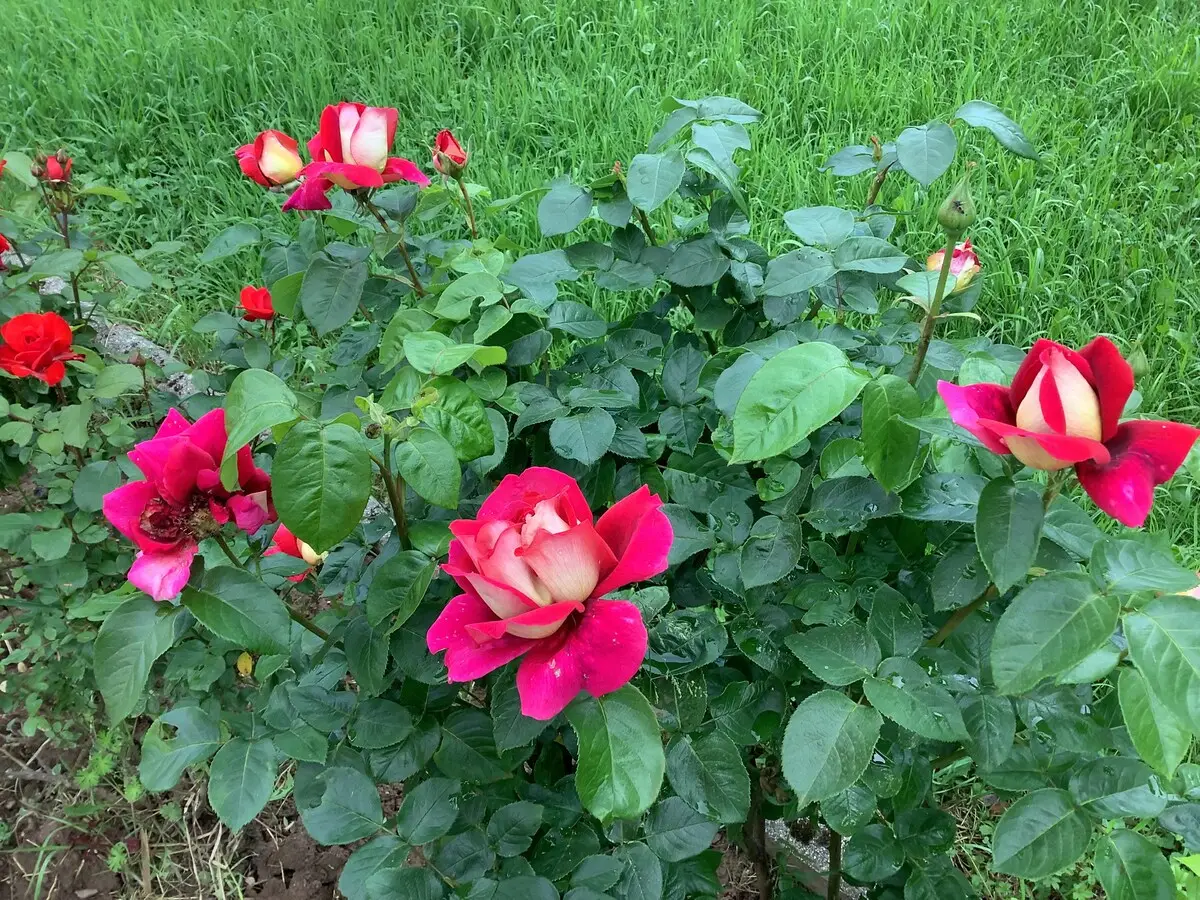 Villa Nora Garden