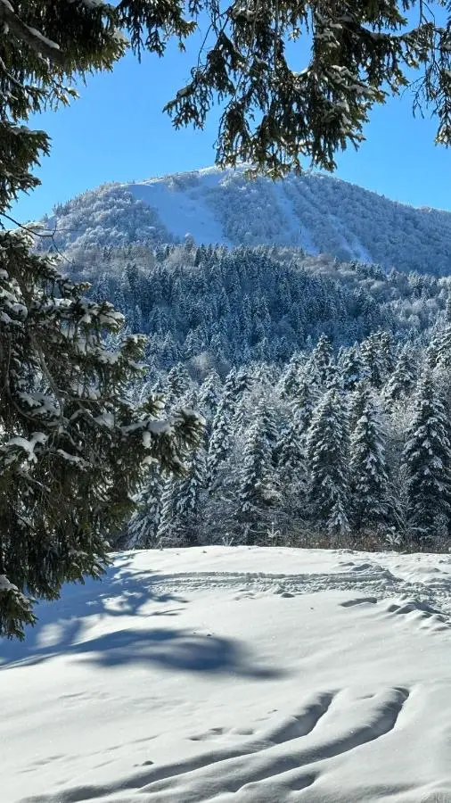 Forest View Apartment near Ski Lift