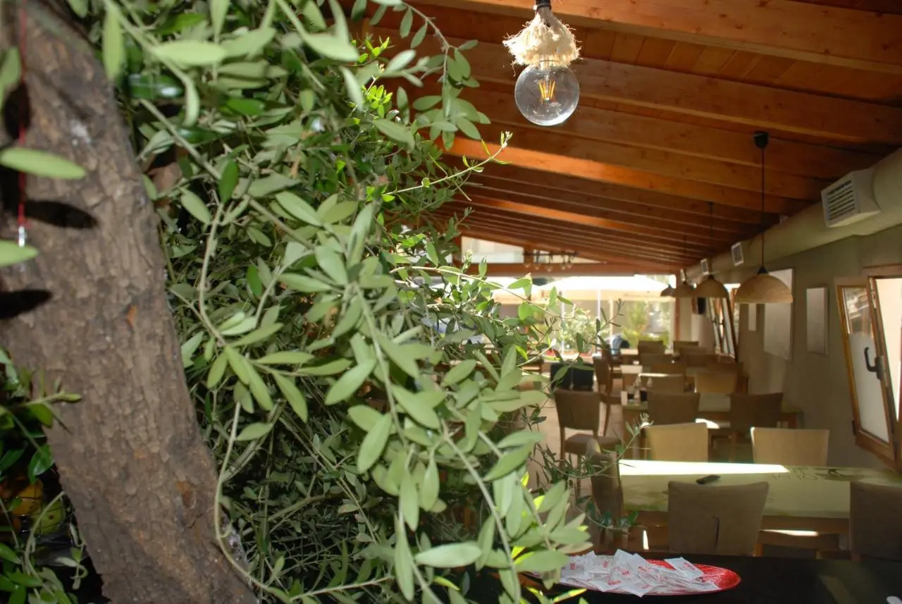 Olive Tree