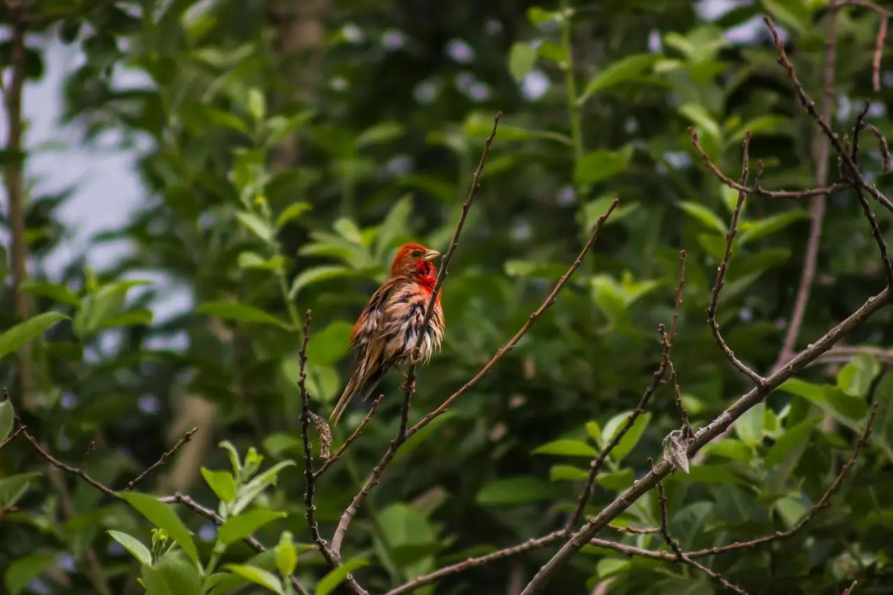 Ski House Bluebird