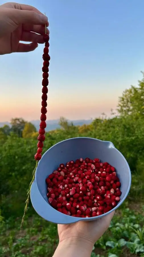 Kayabaşı bungolov