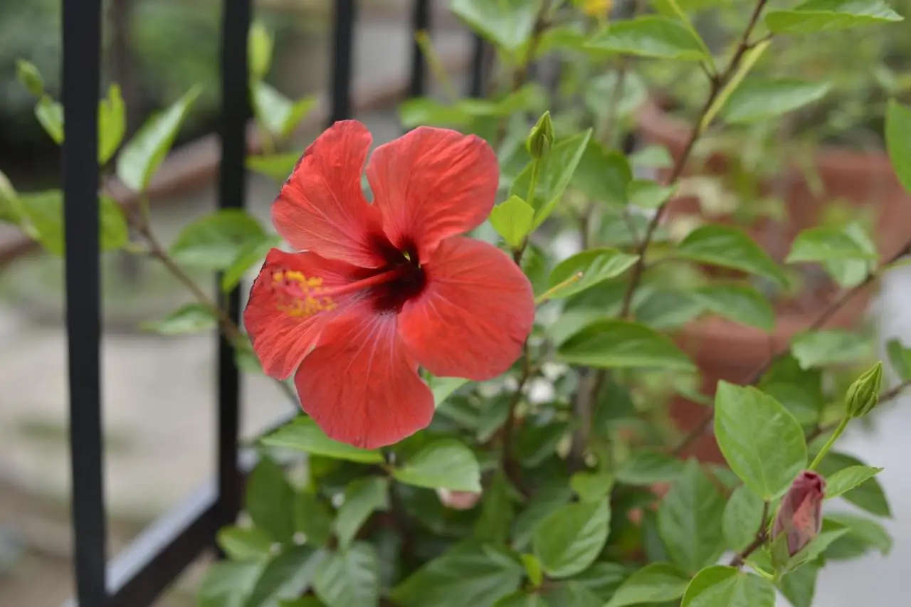 Villa Flower with Free Onsite Parking
