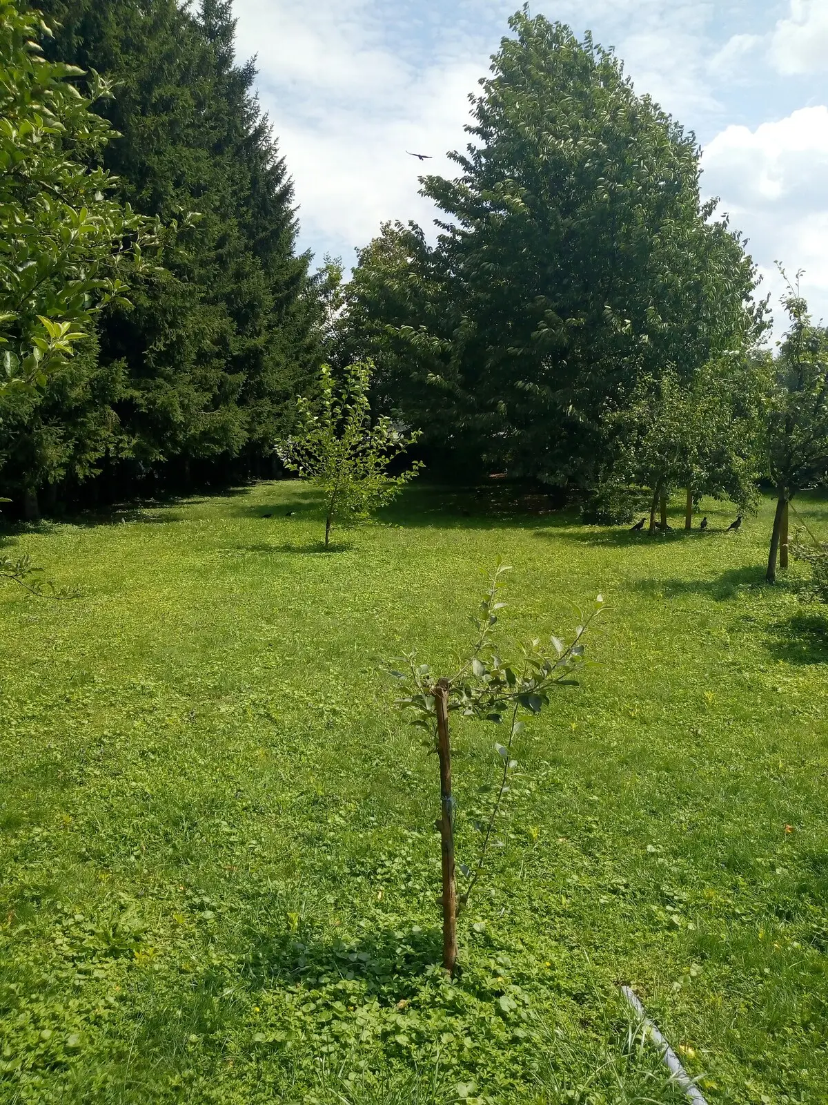 Oaza u centru Ilidže/Oasis in the center of Ilidža