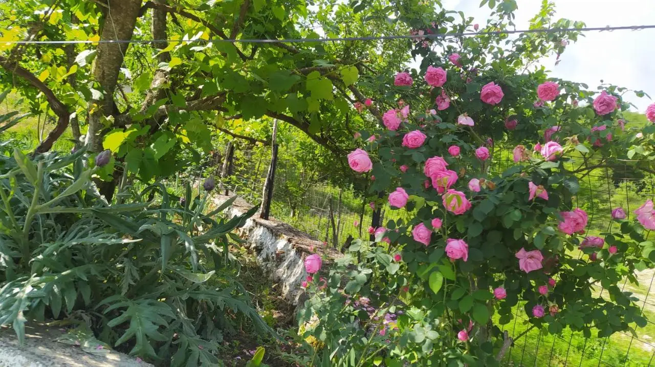 Spring Village Home