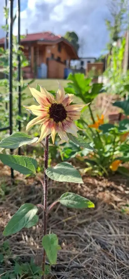Bio Garden Cottage Sarajevo - Kremeš, Vogošća Seosko domaćinstvo Pogledine