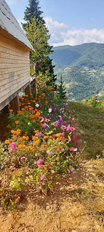 GREEN GUNDAURI