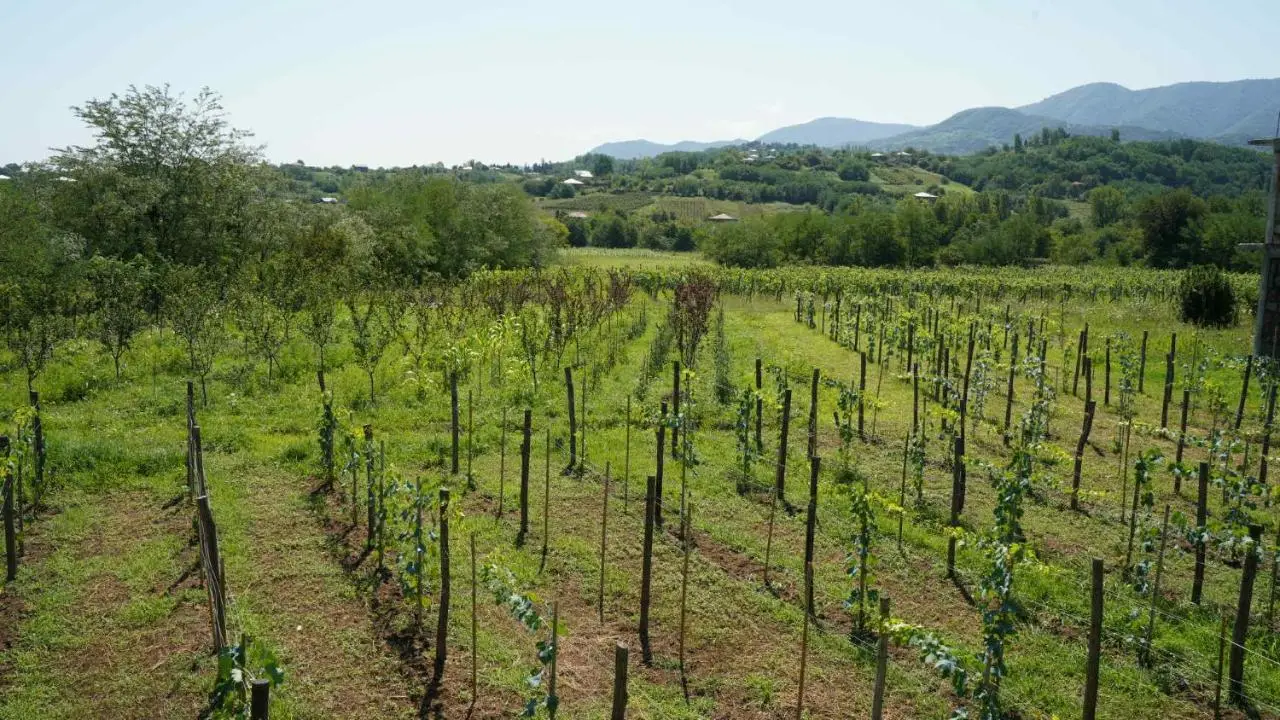 Villa Obcha - Whispering Vines Guesthouse