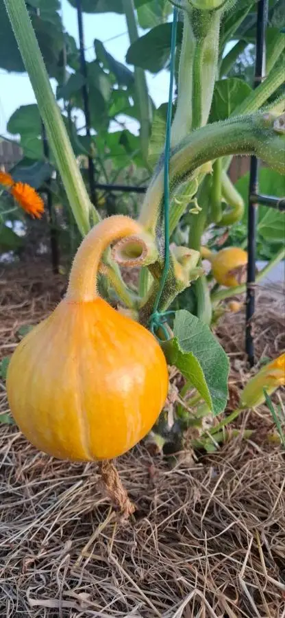 Bio Garden Cottage Sarajevo - Kremeš, Vogošća Seosko domaćinstvo Pogledine