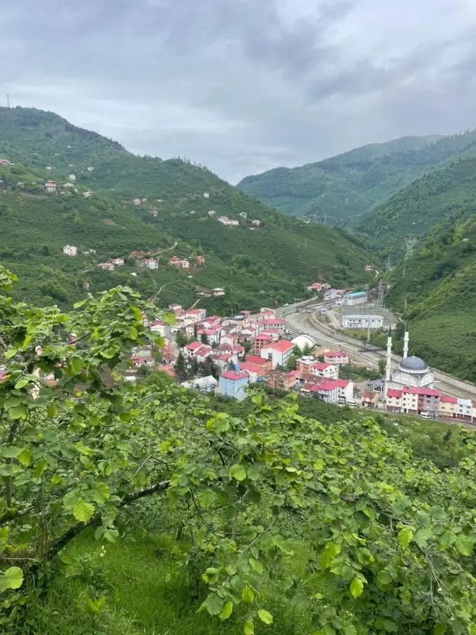 Yeşil ve huzur dolu bir daire
