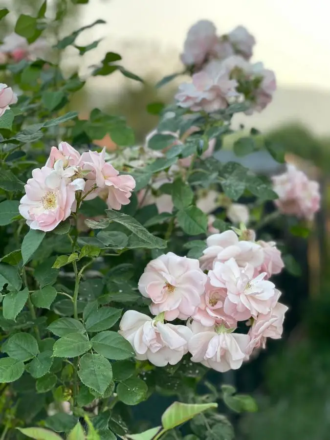 Una Rose