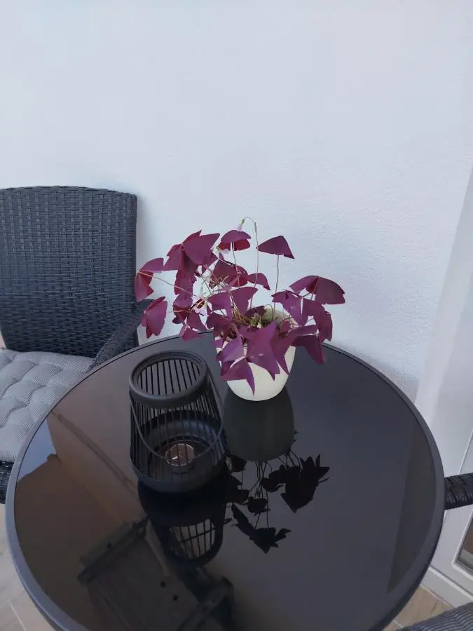 Apartman David