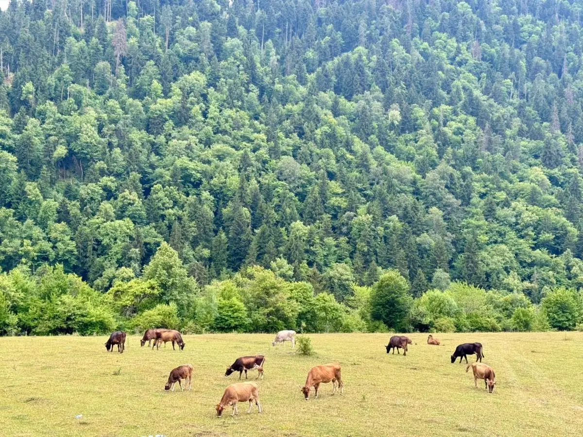 Buddy glamping Borjomi