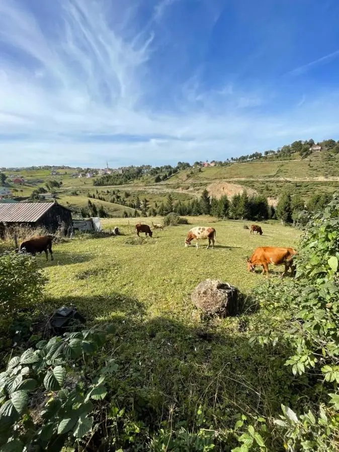 Zifinbungalov