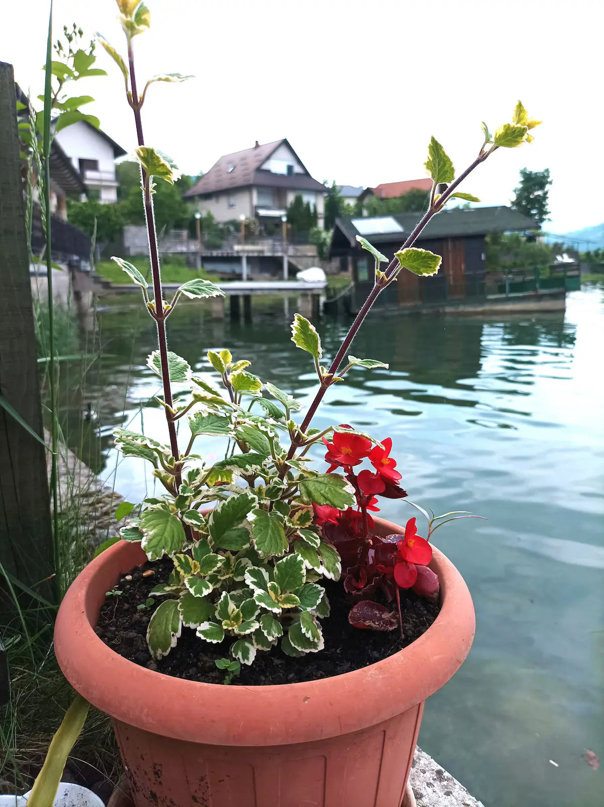 Apartment Asja