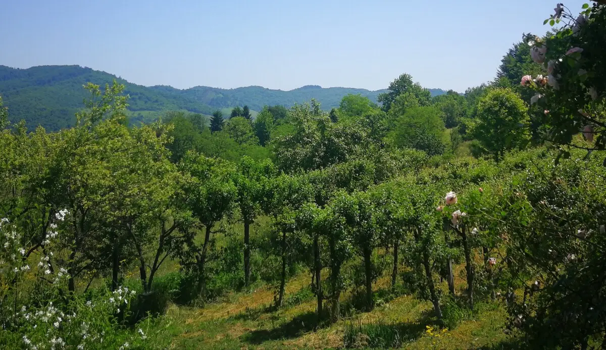 Green Idylle-PYramide View