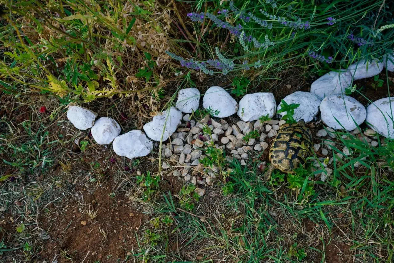 OZ - Obecana Zemlja Permaculture Homestead